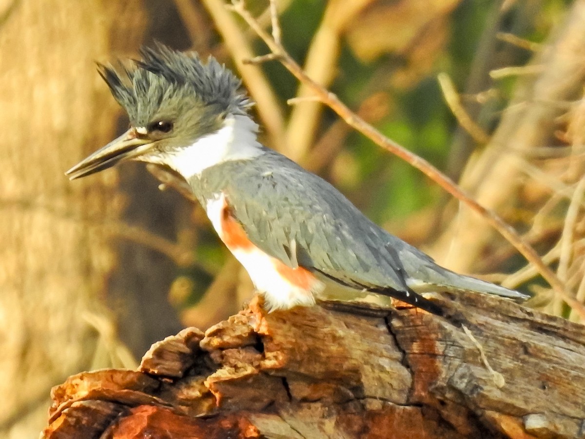 Belted Kingfisher - ML614745645