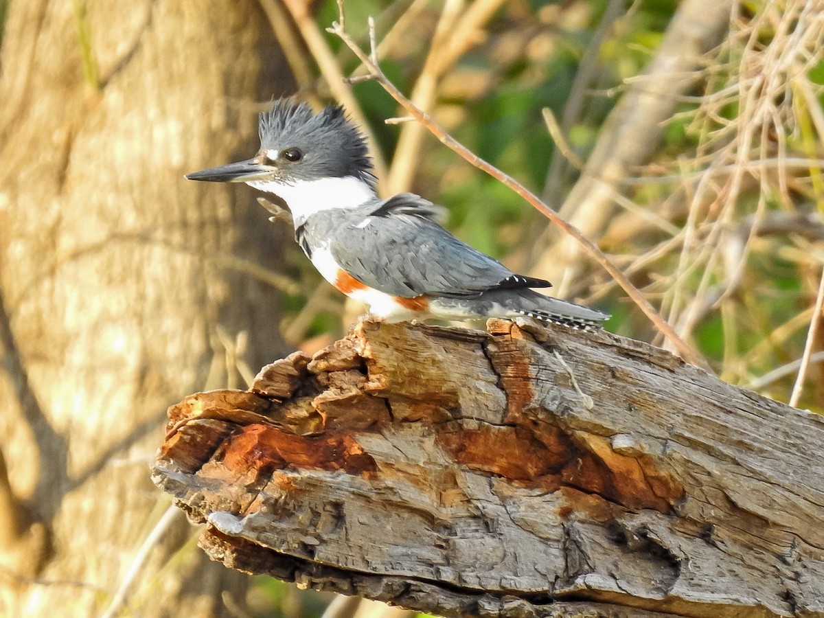 Belted Kingfisher - Randy James