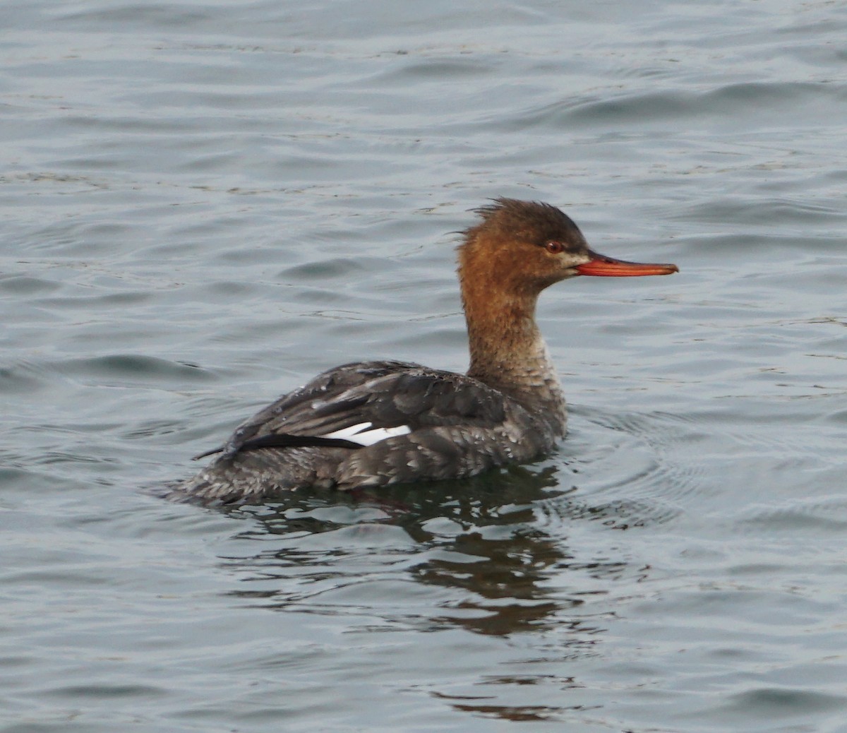 Red-breasted Merganser - Melody Ragle
