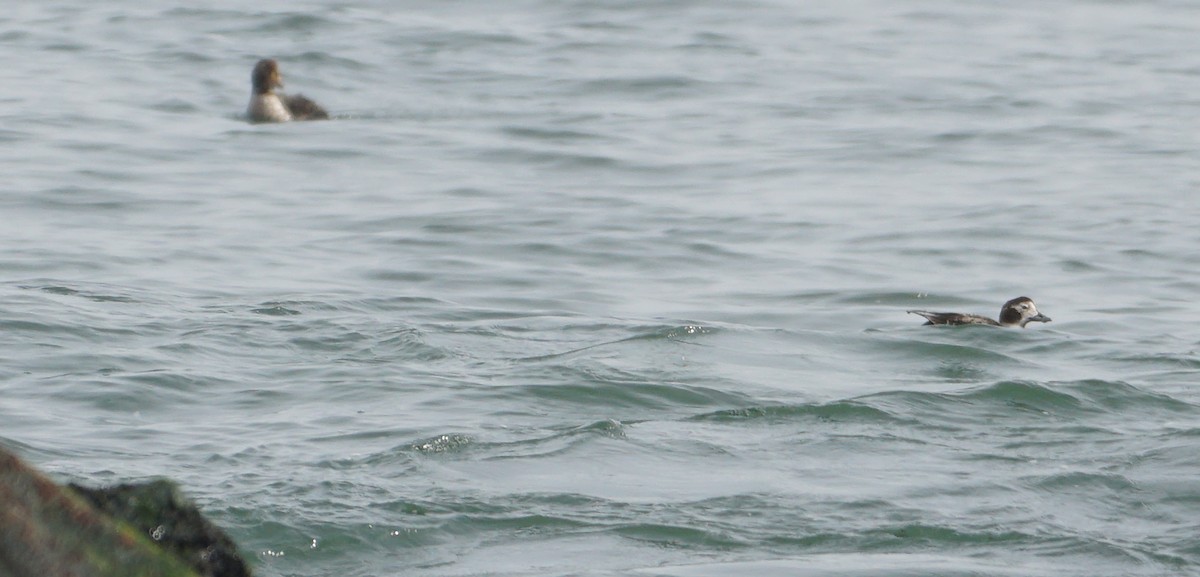 Long-tailed Duck - ML614746080