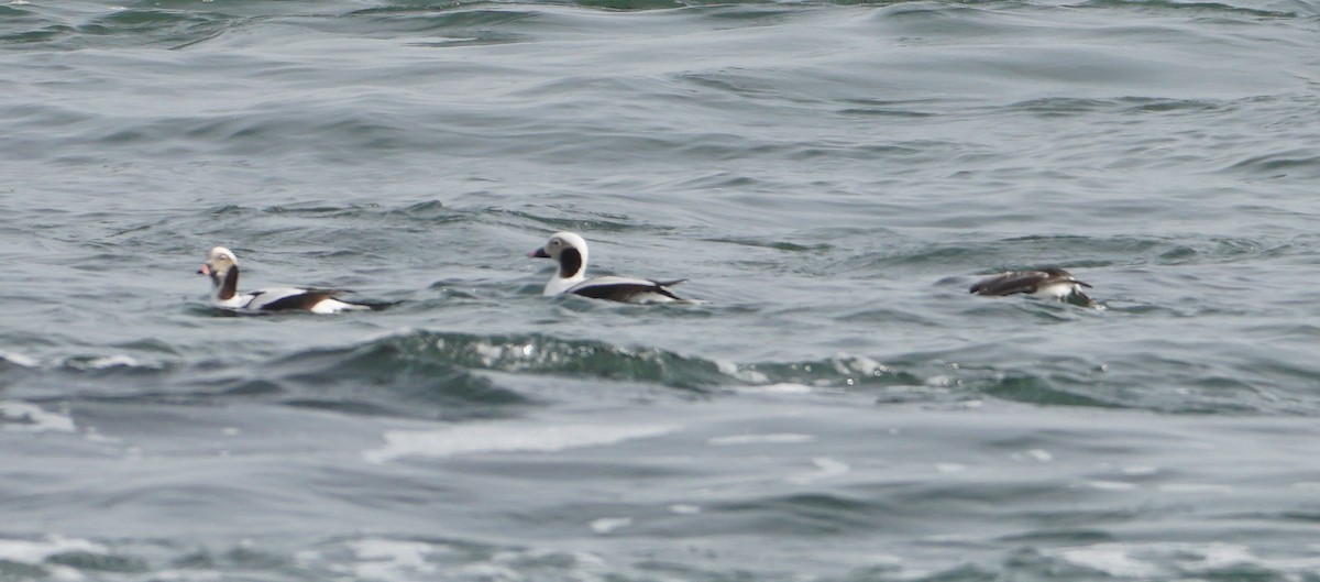 Long-tailed Duck - ML614746081