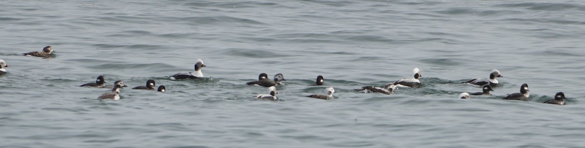 Long-tailed Duck - ML614746082