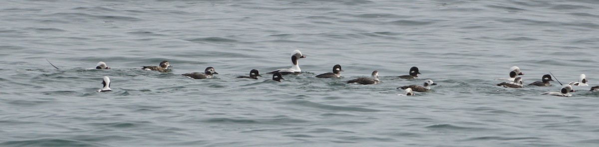 Long-tailed Duck - ML614746084