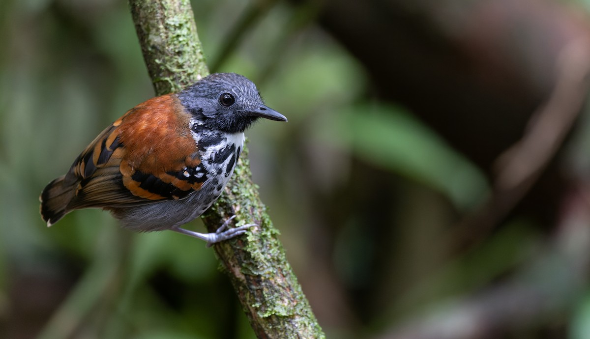 Spotted Antbird - ML614746261