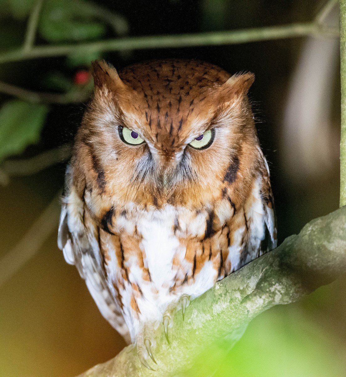 eBird Checklist 8 Feb 2024 Farlow Rd 2 species