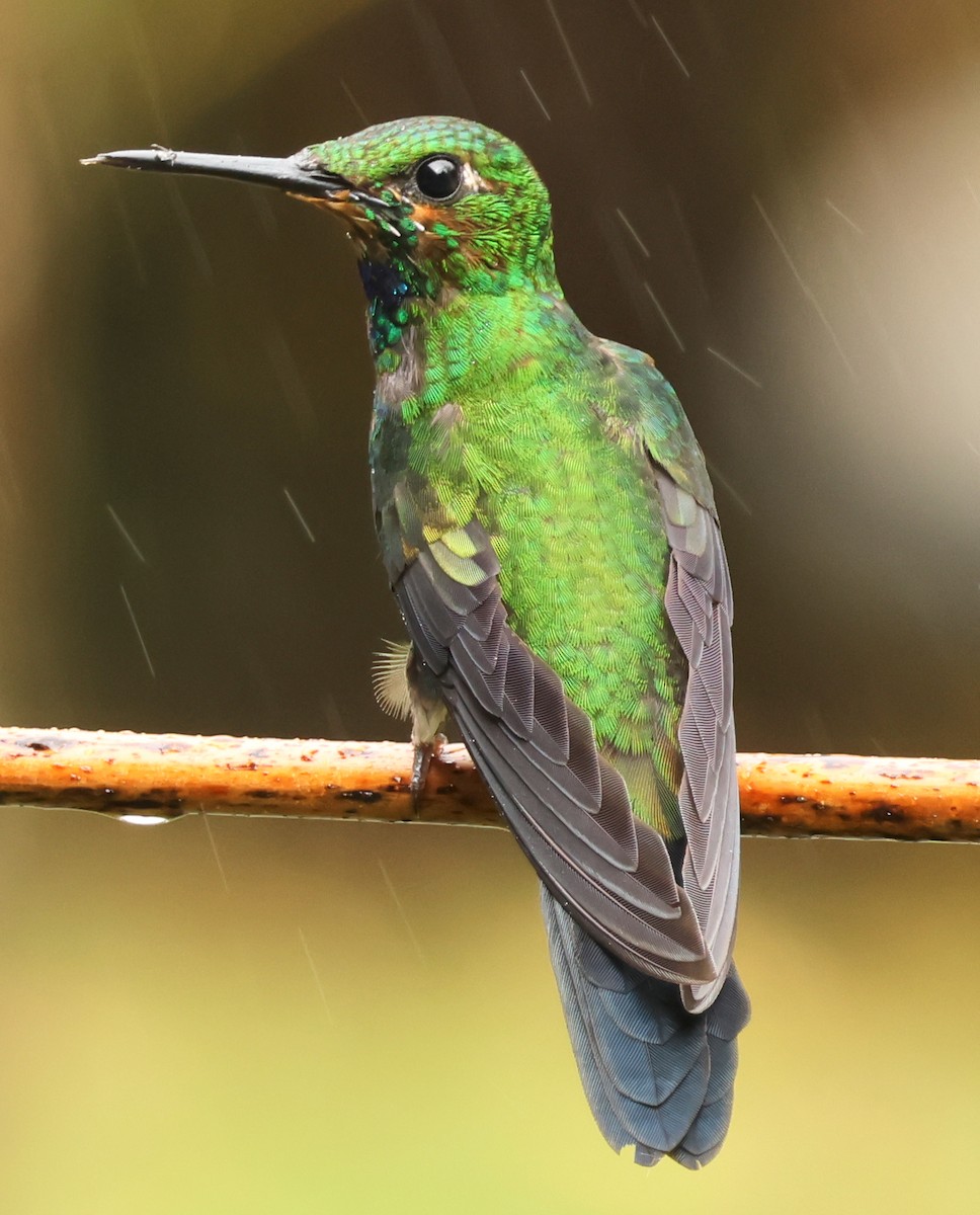 Green-crowned Brilliant - ML614746401