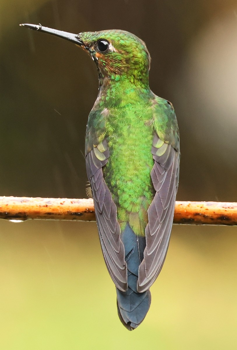 Green-crowned Brilliant - ML614746402