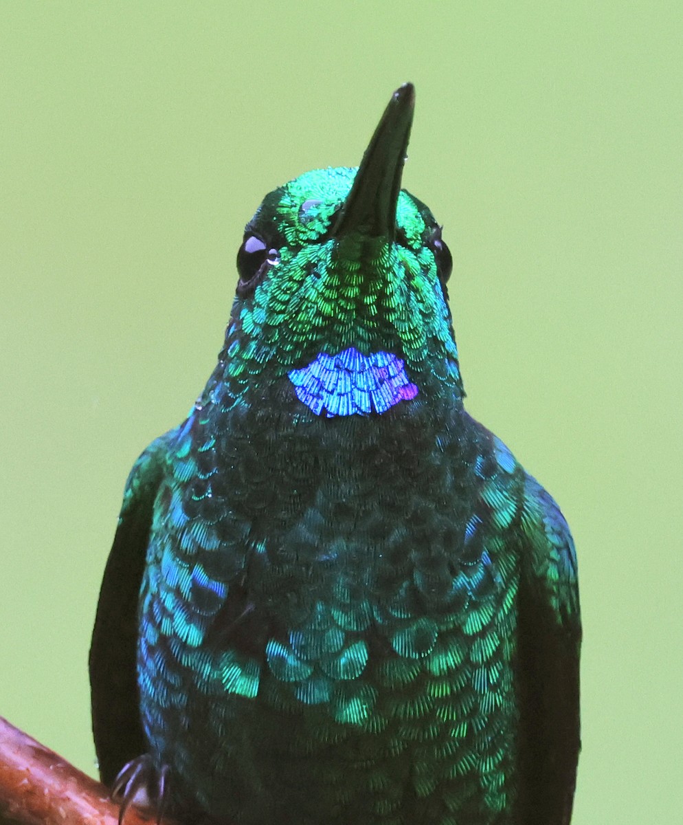 kolibřík subtropický - ML614746403