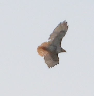 Red-tailed Hawk - ML614746474