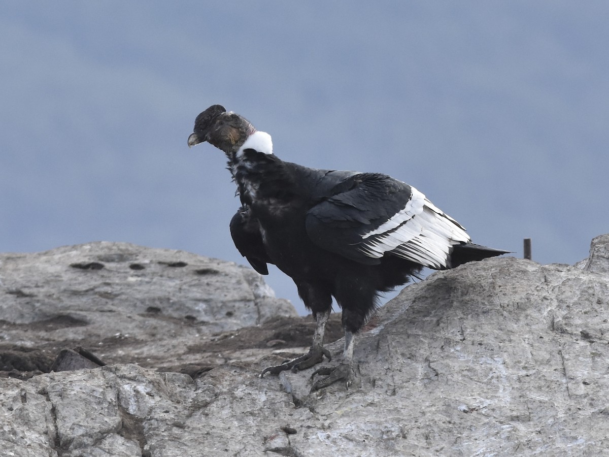 Andean Condor - Kevin McGann