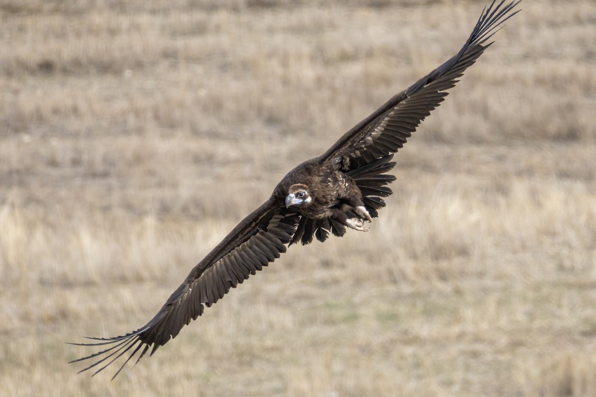 Cinereous Vulture - ML614746894