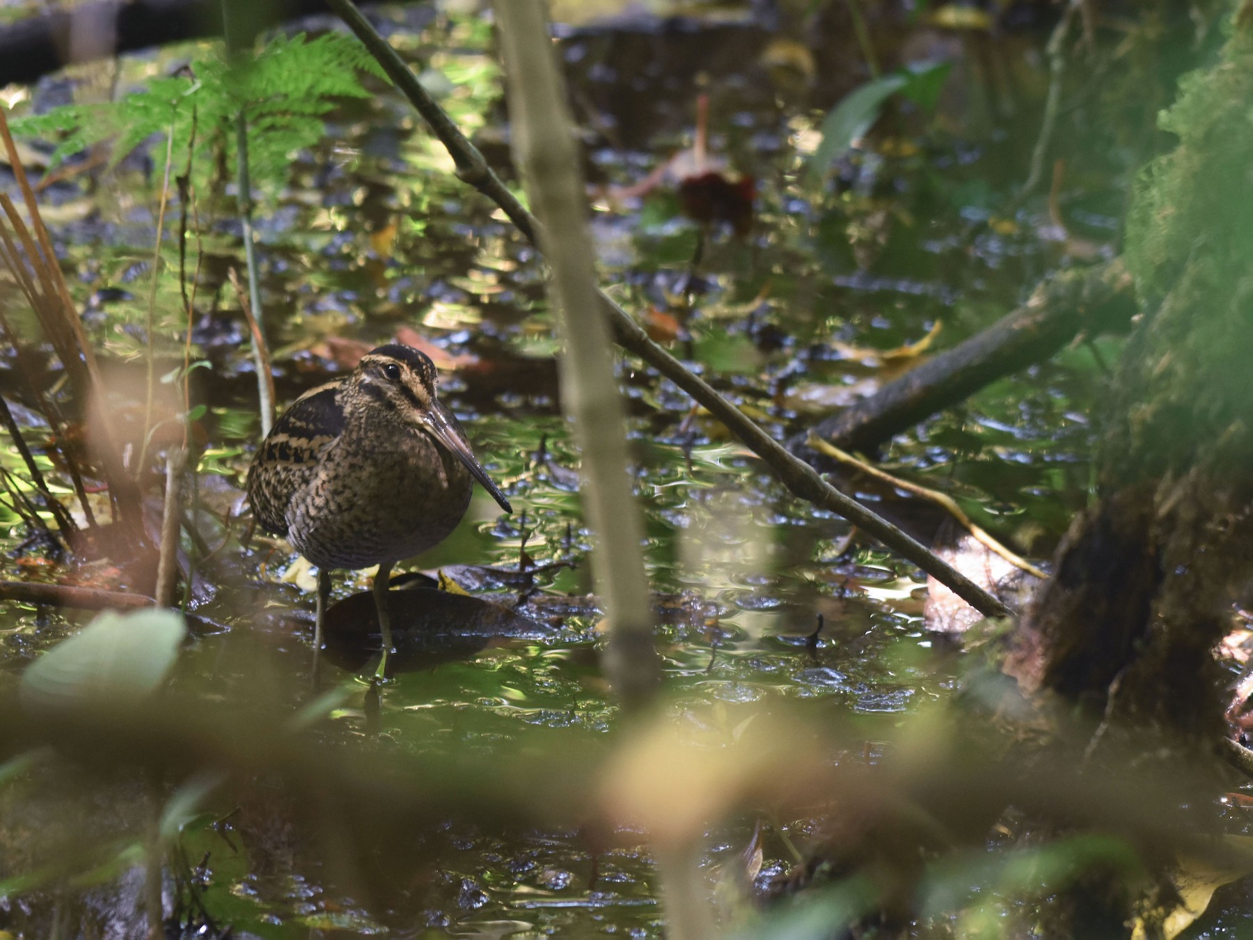 Wood Snipe - eBird