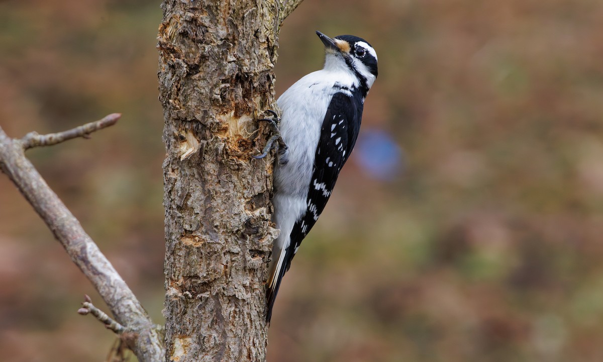 Hairy Woodpecker (Eastern) - ML614747249