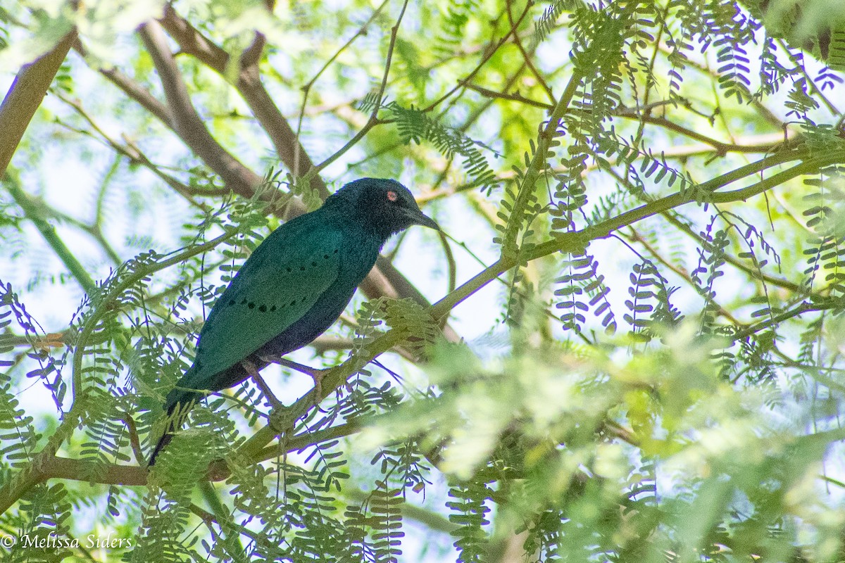 Greater Blue-eared Starling - ML614747390