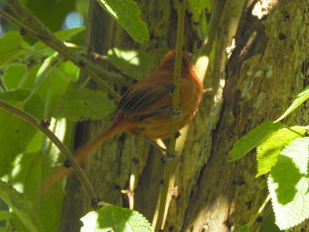 Black-throated Spinetail - ML614747862