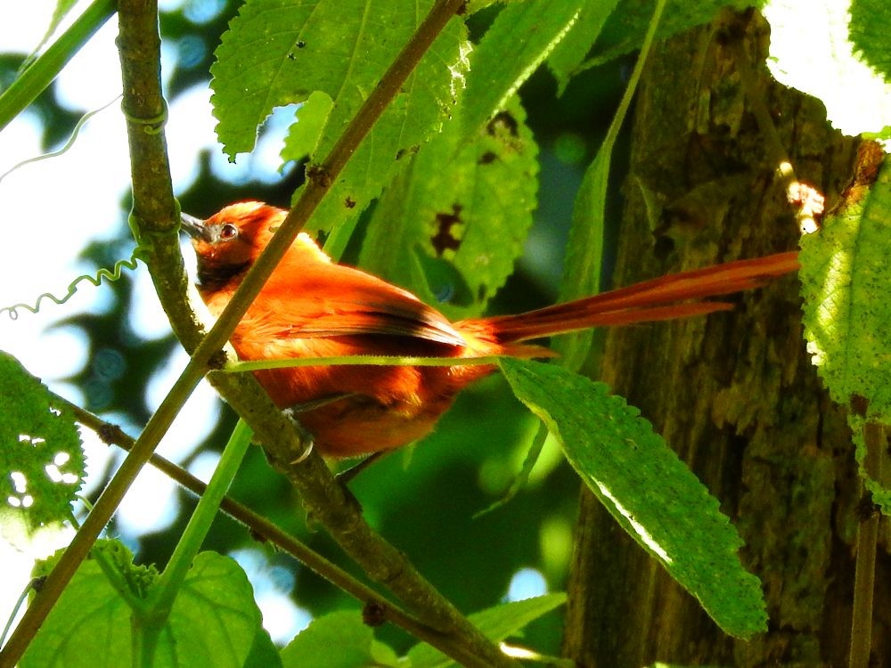 Black-throated Spinetail - ML614747865