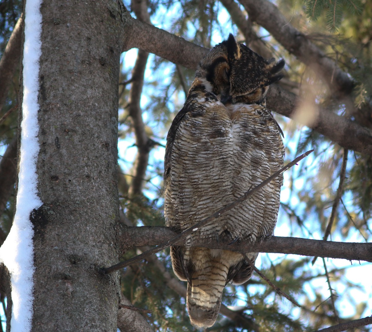 Great Horned Owl - ML614747911
