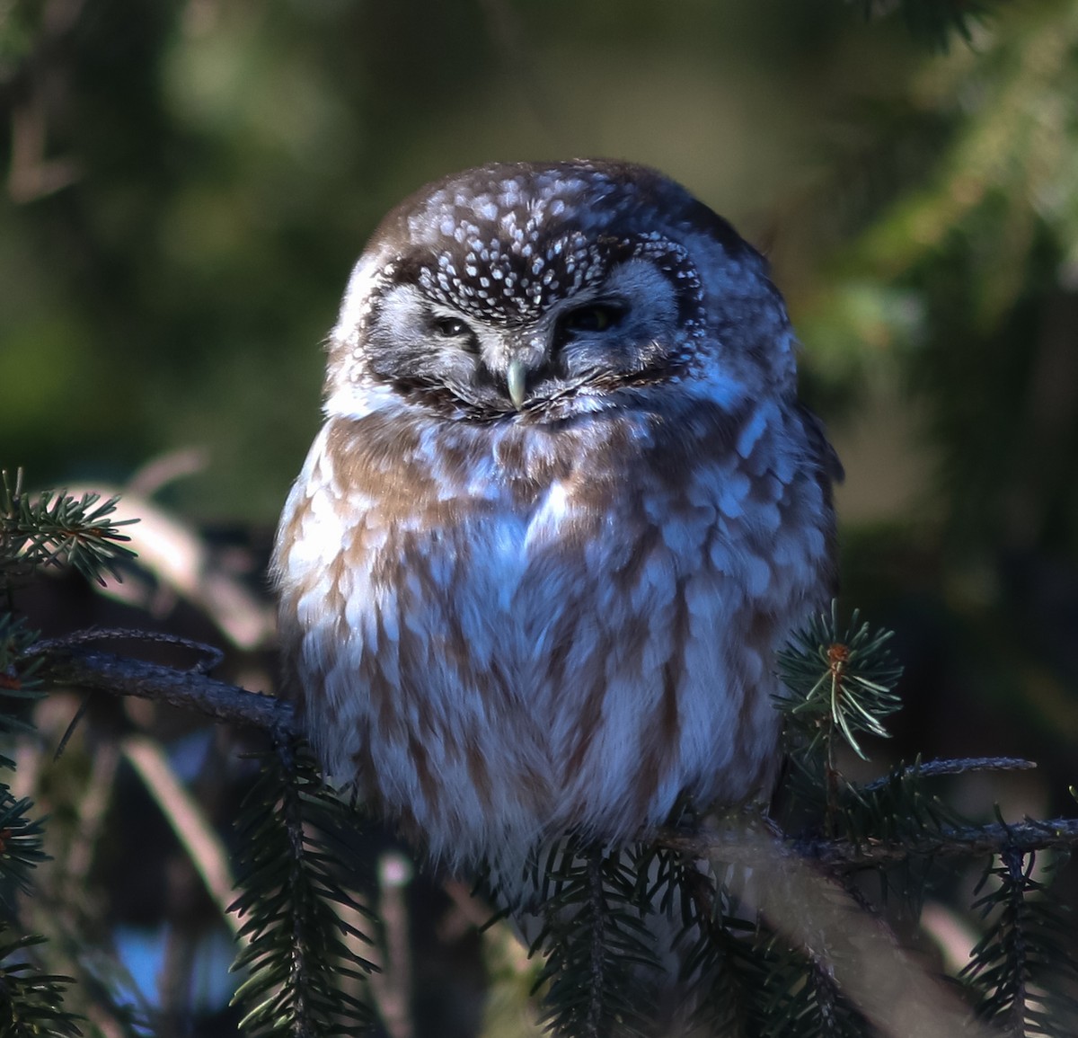 Boreal Owl - Lewis Grove