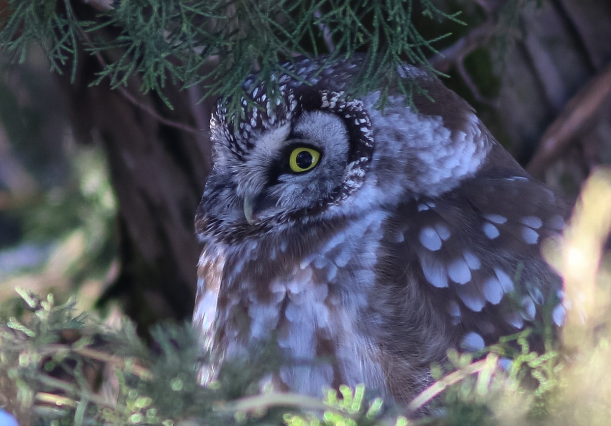 Boreal Owl - Lewis Grove