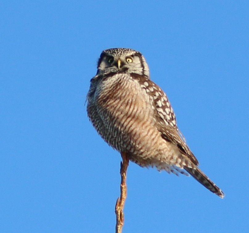 Northern Hawk Owl - ML614747956