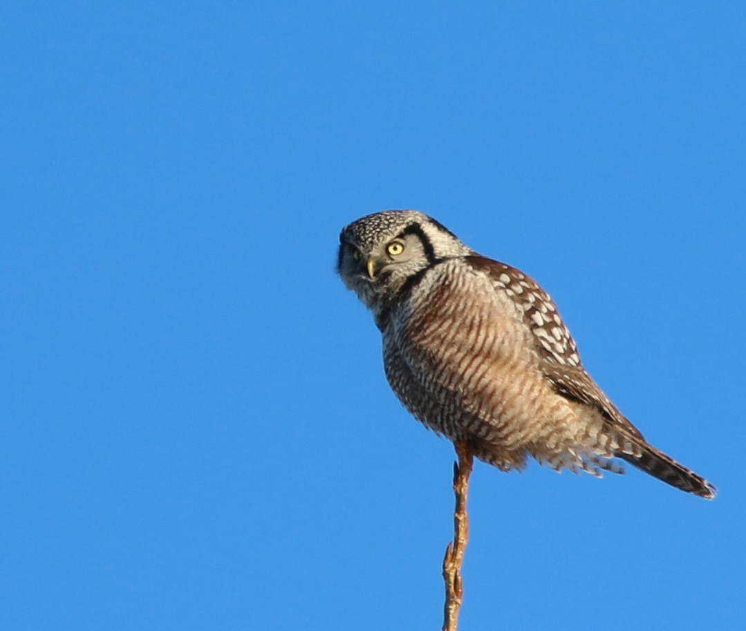 Northern Hawk Owl - ML614747957