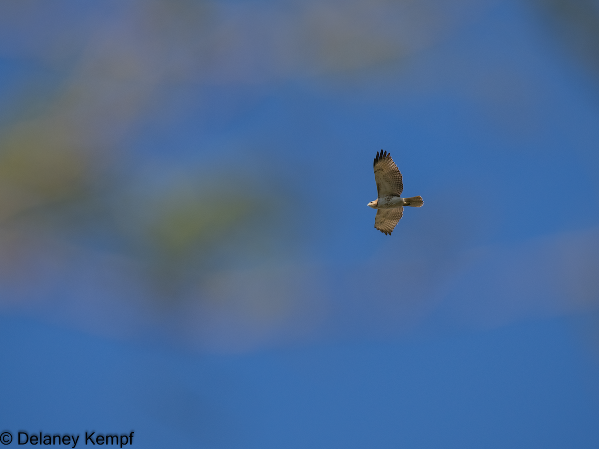 Red-tailed Hawk - ML614748085