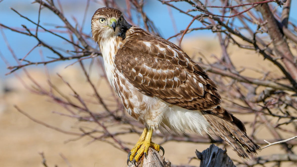 Red-tailed Hawk - ML614748198