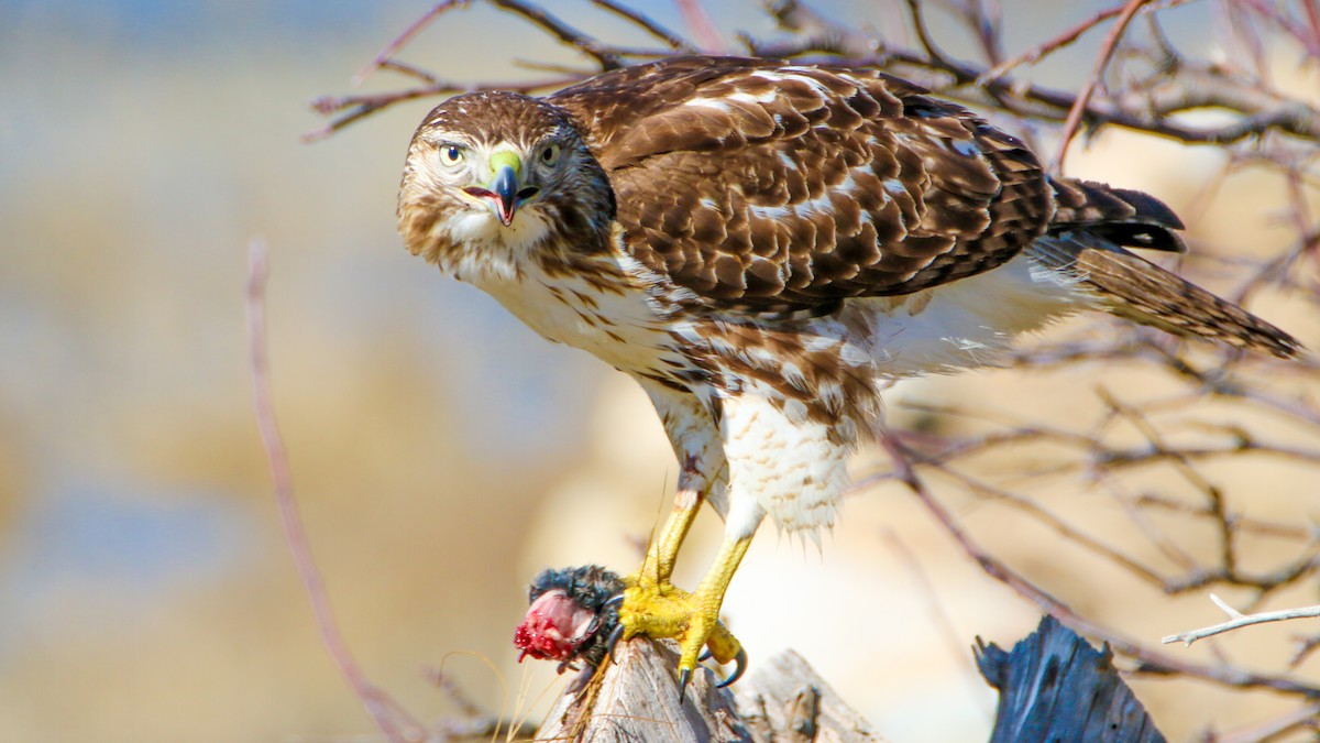 Red-tailed Hawk - ML614748199