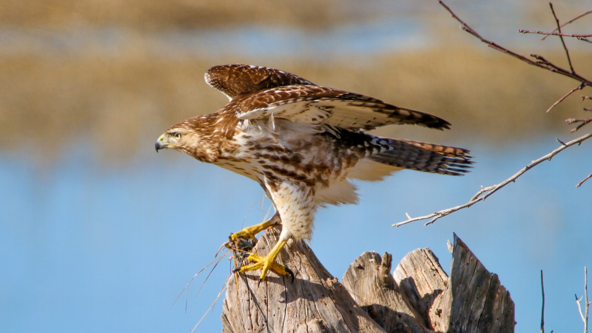 Red-tailed Hawk - ML614748200