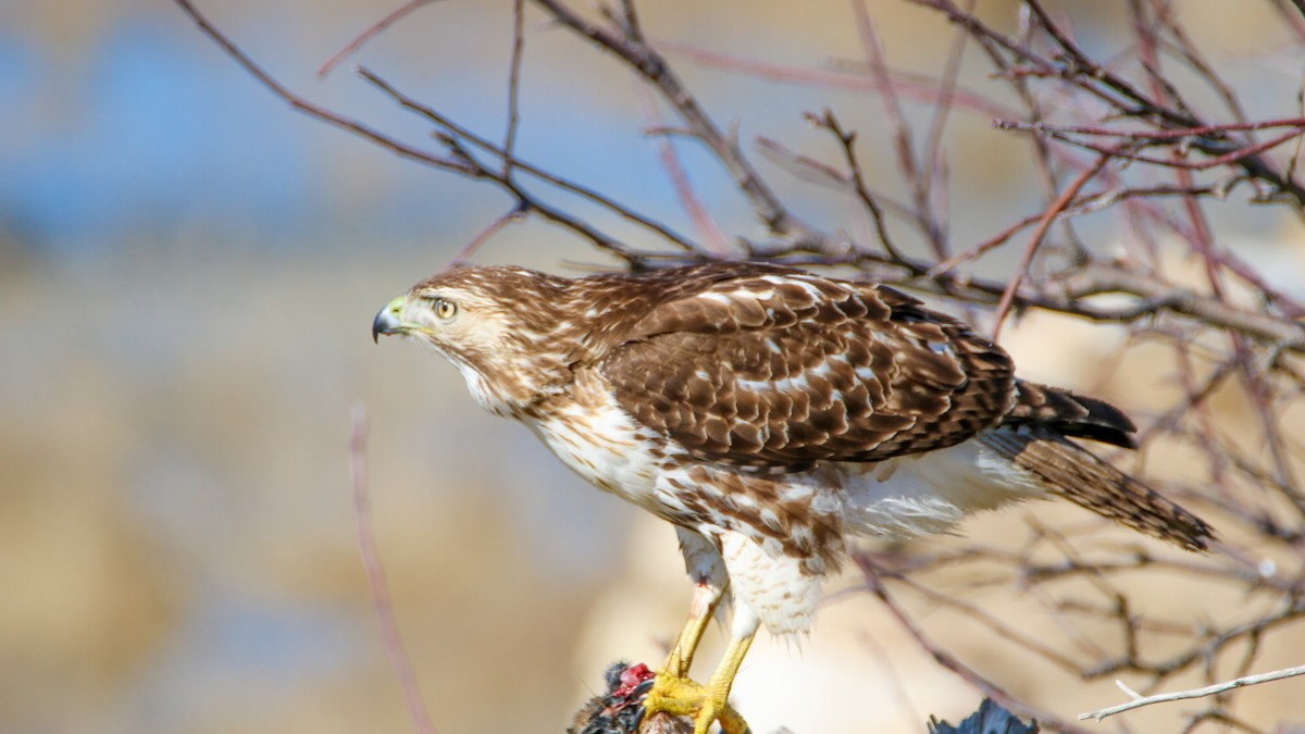 Red-tailed Hawk - ML614748201