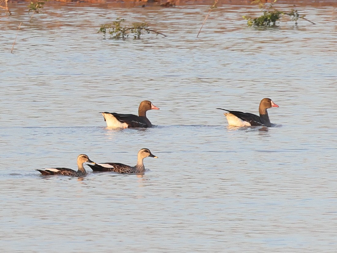 Greater White-fronted Goose - ML614748205