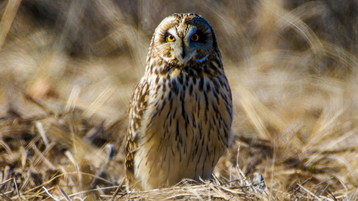 Short-eared Owl - ML614748212
