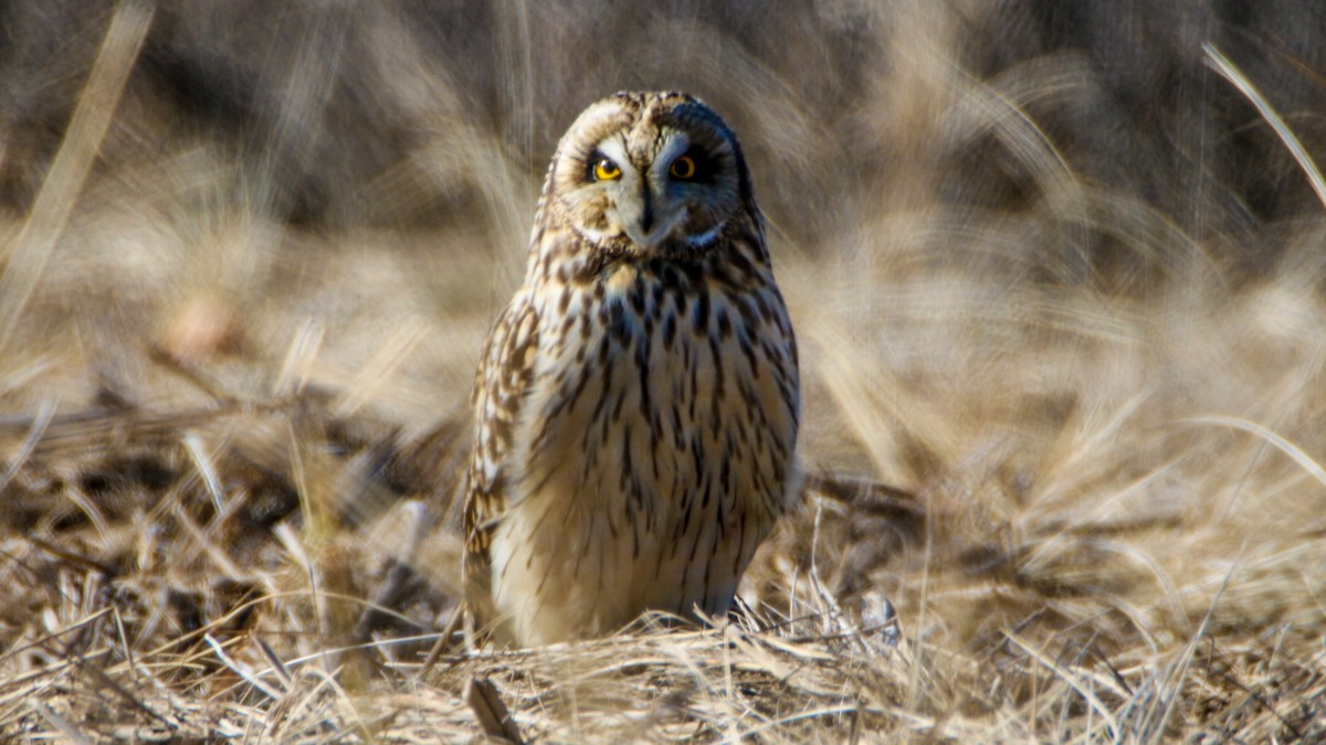 Short-eared Owl - ML614748213