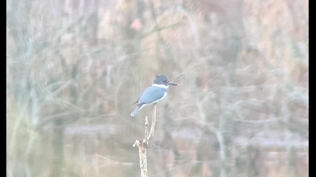 Belted Kingfisher - ML614748412