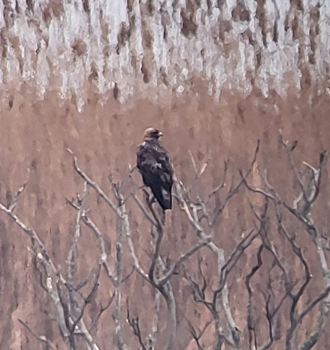 EBird Checklist - 12 Feb 2024 - Edwin B. Forsythe NWR--Wildlife Drive ...