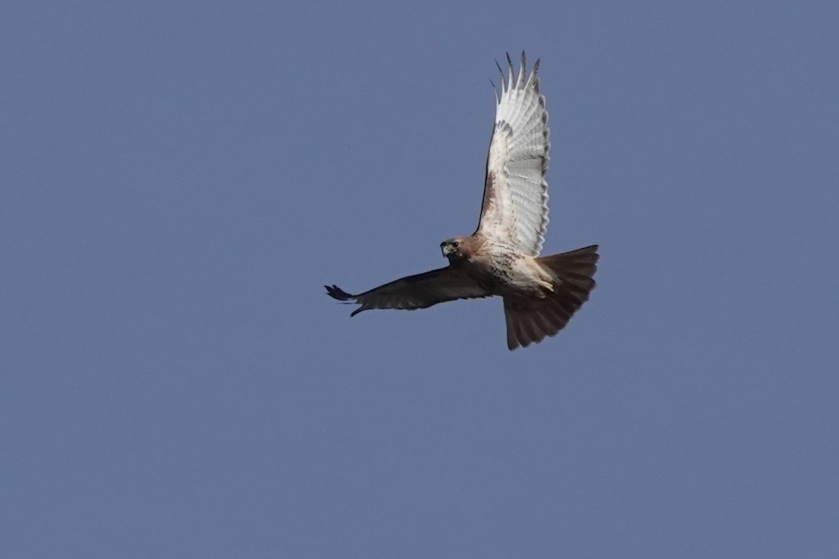 Red-tailed Hawk (borealis) - ML614749017