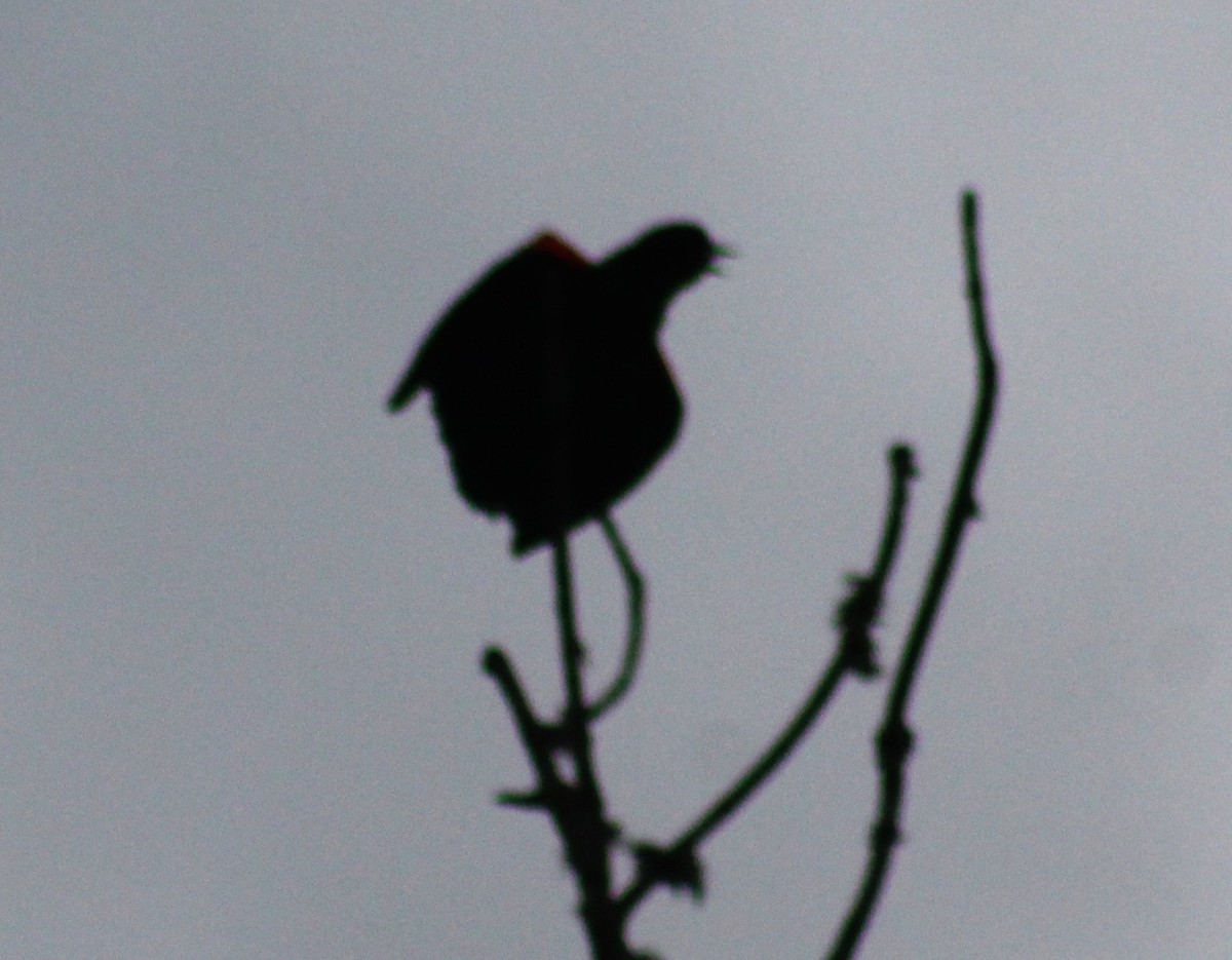 Red-winged Blackbird - ML614749497