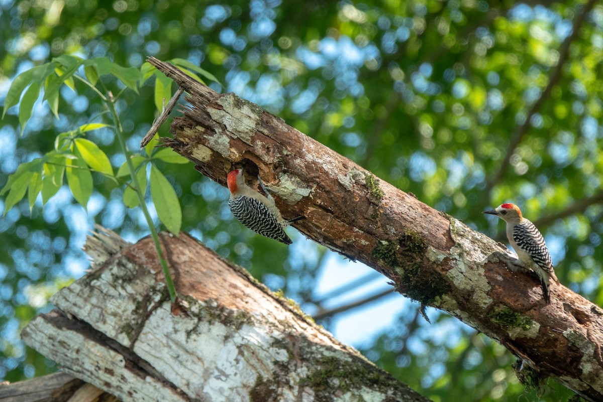 Red-crowned Woodpecker - Lynn    <')))< Salmon