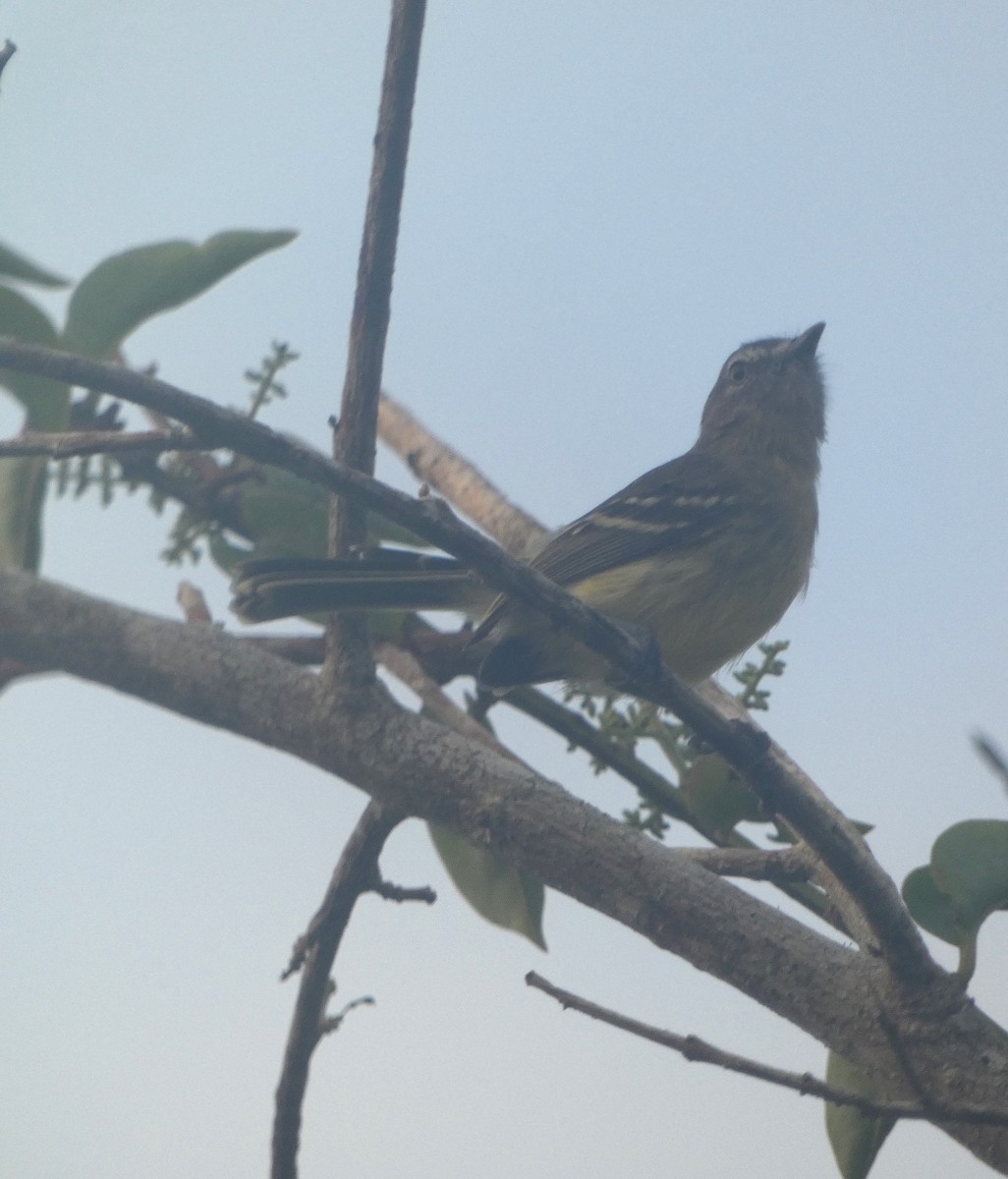 Pale-tipped Tyrannulet - ML614749747