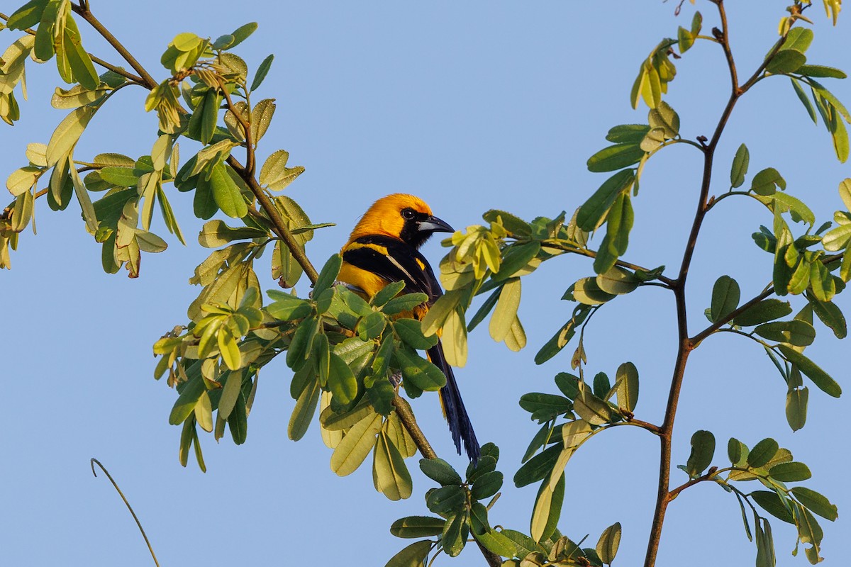 Yellow-tailed Oriole - ML614749828