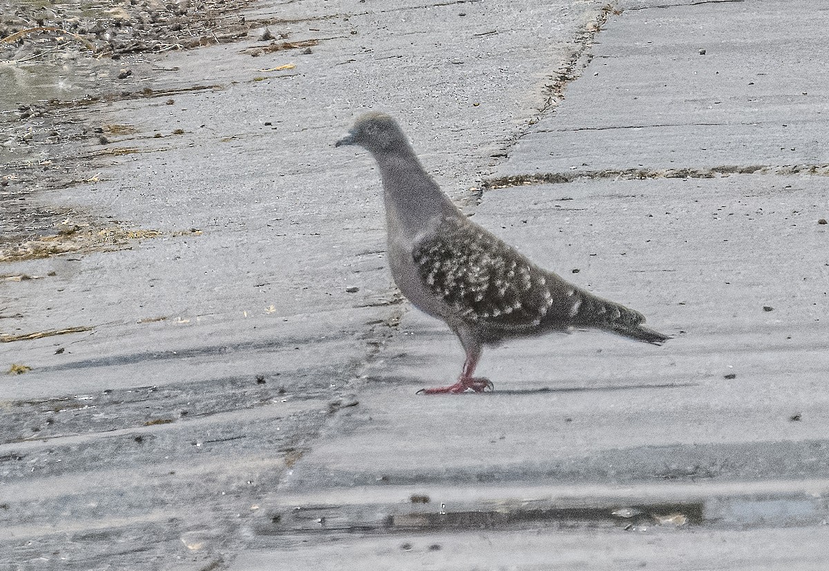 Spot-winged Pigeon - ML614750015