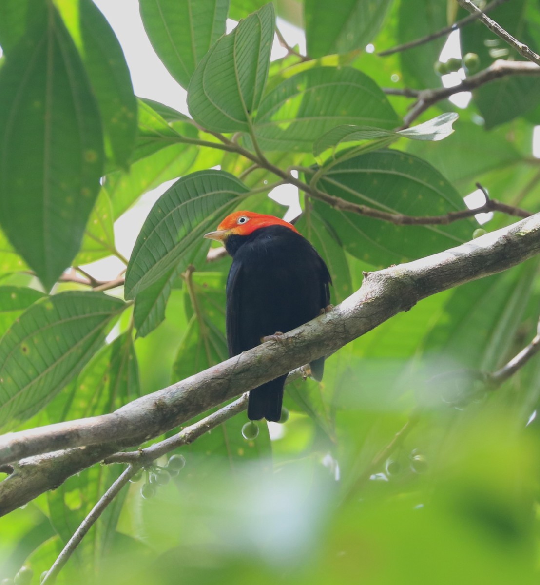 Red-capped Manakin - ML614750047
