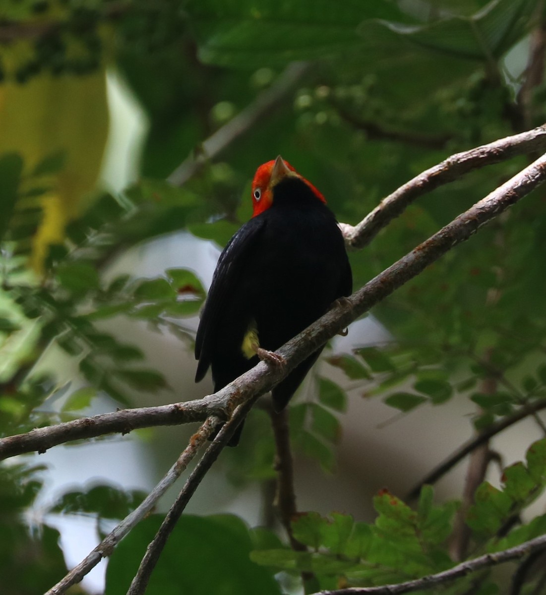 Red-capped Manakin - ML614750048