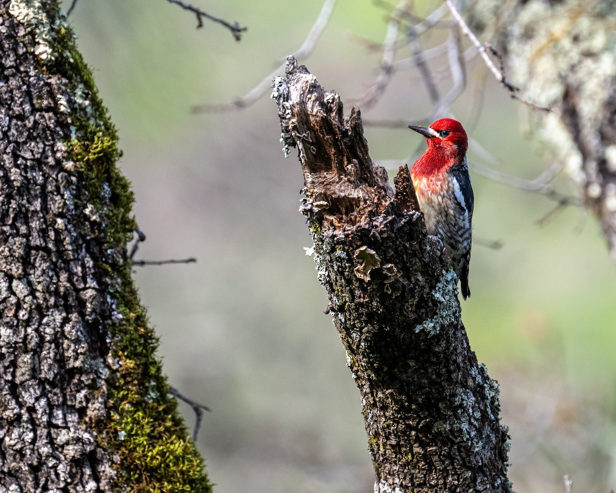 Red-breasted Sapsucker - ML614750085