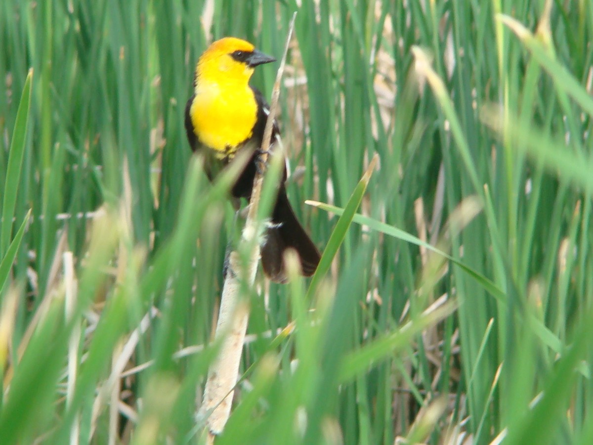 Yellow-headed Blackbird - ML614750137