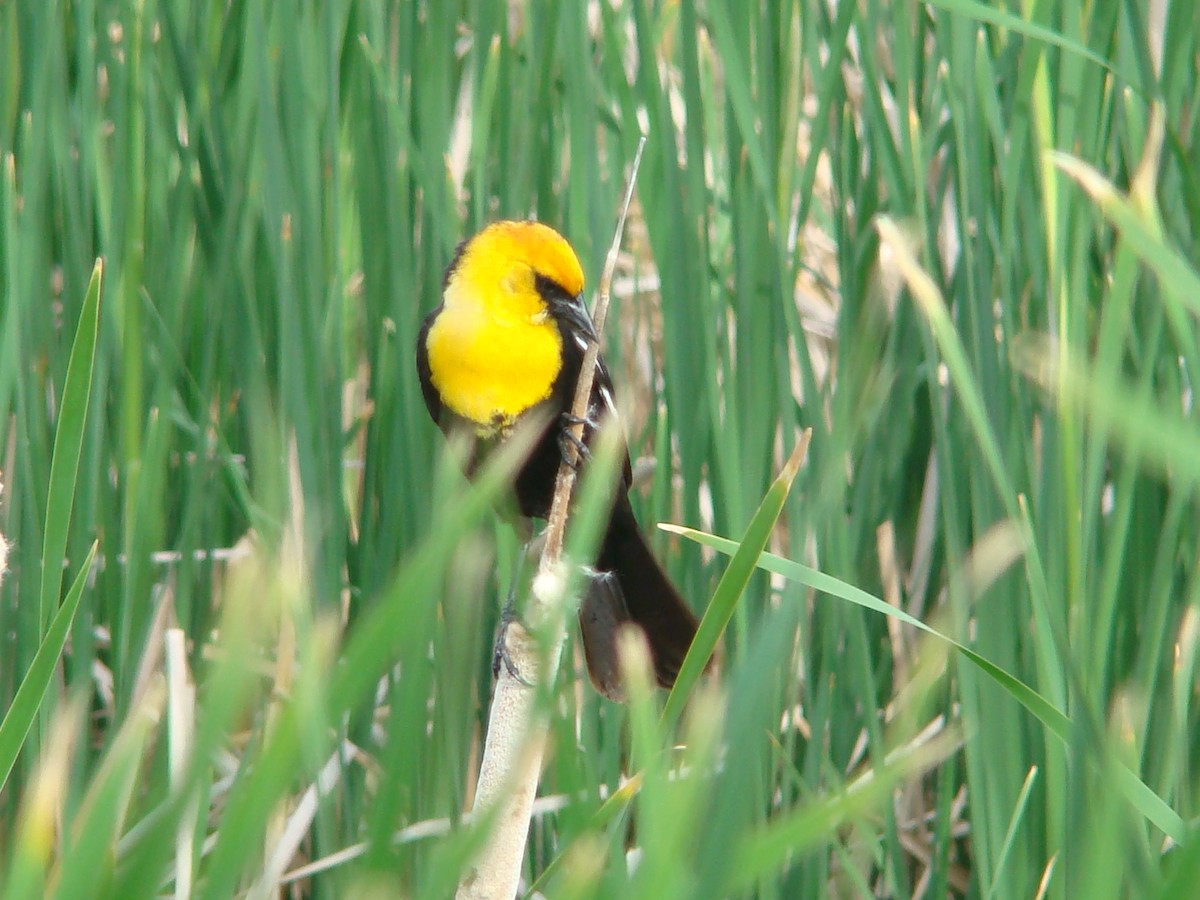 Yellow-headed Blackbird - ML614750138