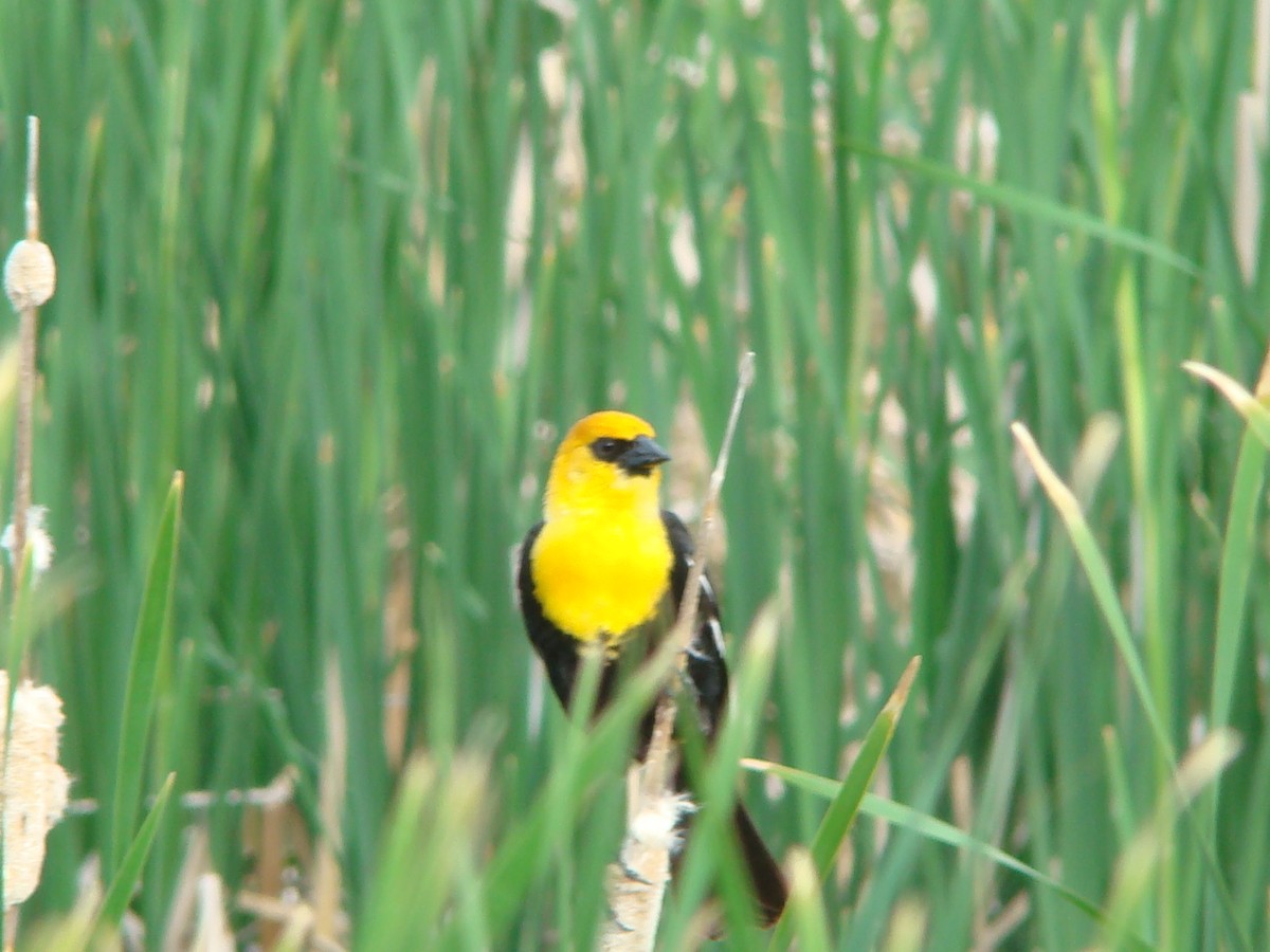 Yellow-headed Blackbird - ML614750139