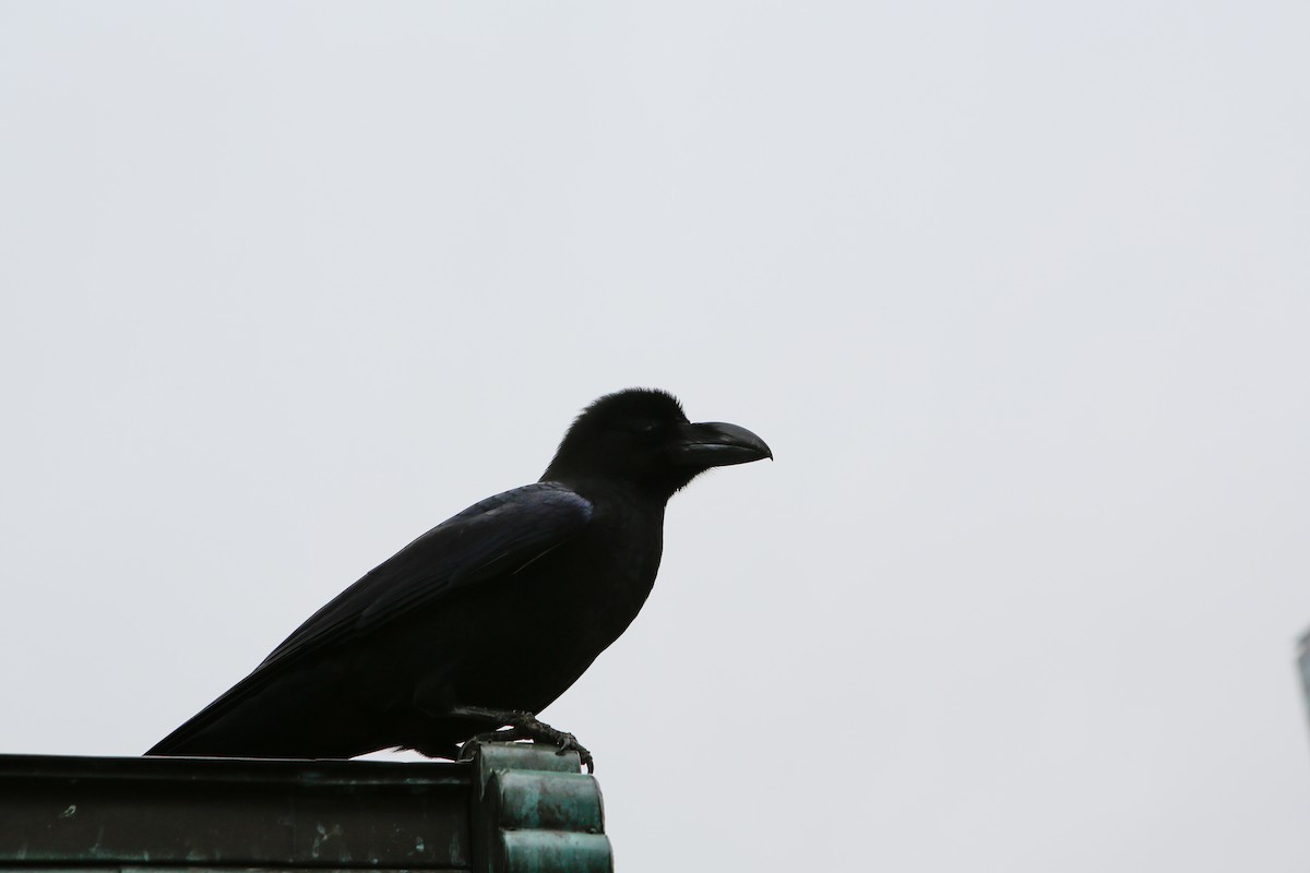 Large-billed Crow - ML614750180