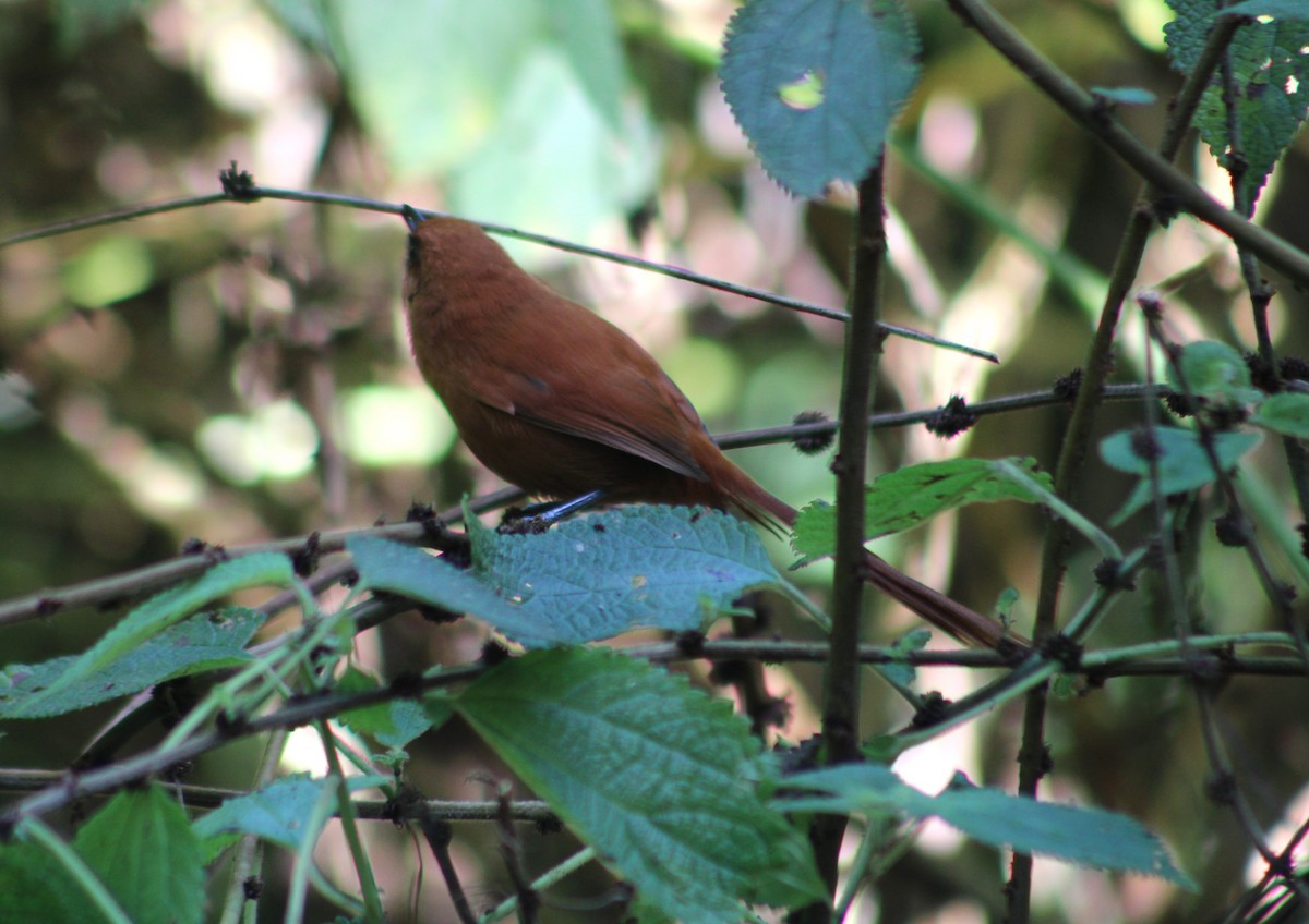 Black-throated Spinetail - ML614750217