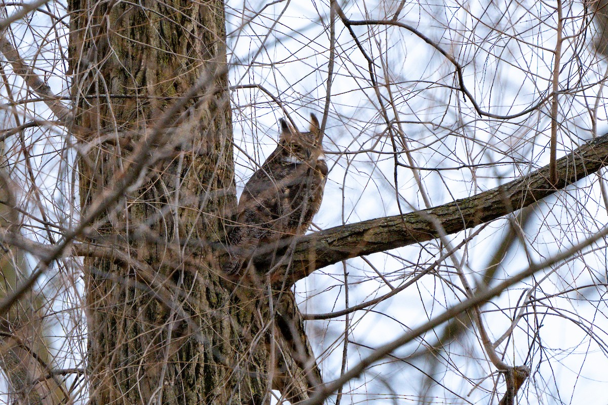 Great Horned Owl - ML614751043